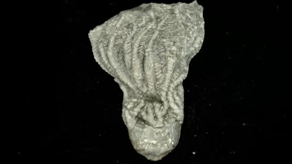 Genuine Mississippian Age Platycrinites Crinoid Fossil for Sale from Alabama #30