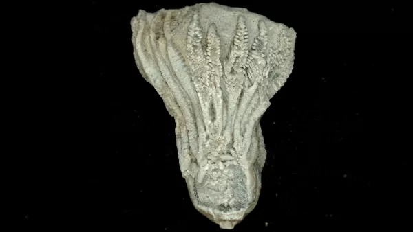 Genuine Mississippian Age Platycrinites Crinoid Fossil for Sale from Alabama #30a