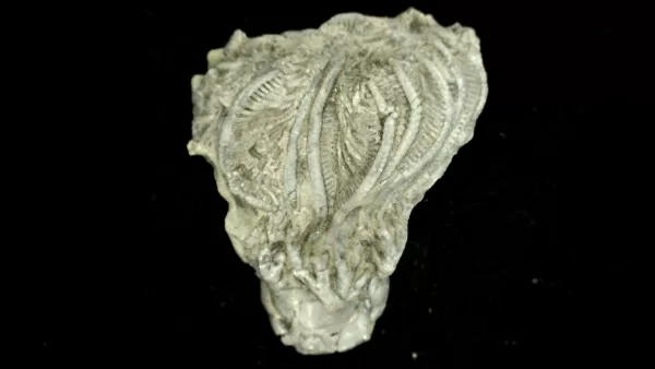 Genuine Mississippian Age Platycrinites Crinoid Fossil for Sale from Alabama #32