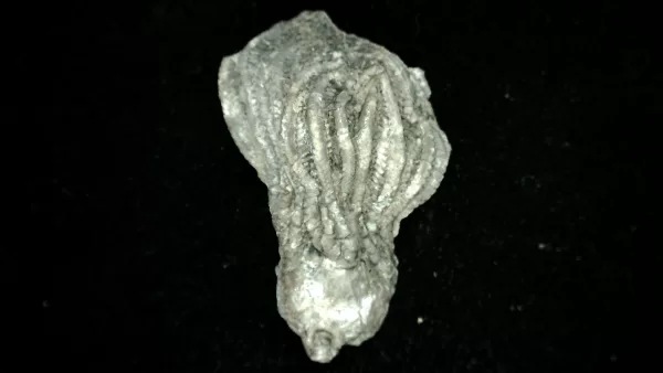 Genuine Mississippian Age Platycrinites Crinoid Fossil for Sale from Alabama #34