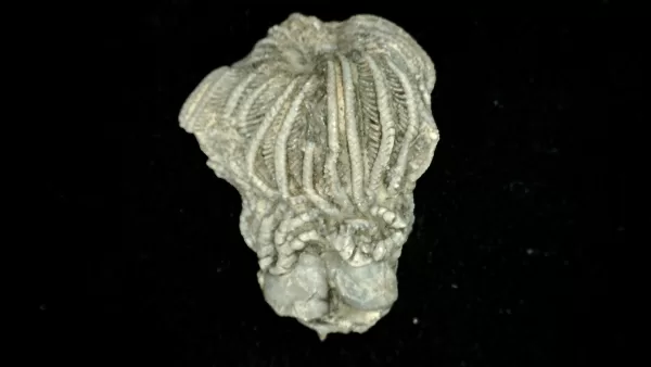 Genuine Mississippian Age Platycrinites Crinoid Fossil for Sale from Alabama #35