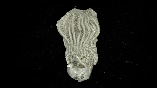 Genuine Mississippian Age Platycrinites Crinoid Fossil for Sale from Alabama #38