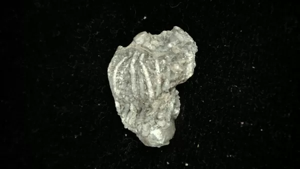 Genuine Mississippian Age Platycrinites Crinoid Fossil for Sale from Alabama #40