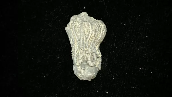 Genuine Mississippian Age Platycrinites Crinoid Fossil for Sale from Alabama #41