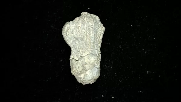 Genuine Mississippian Age Platycrinites Crinoid Fossil for Sale from Alabama #41a