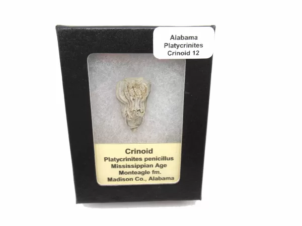 Genuine Mississippian Age Platycrinites Crinoid Box Fossil for Sale from Alabama #12