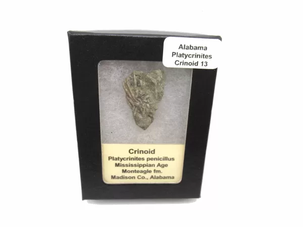 Genuine Mississippian Age Platycrinites Crinoid Box Fossil for Sale from Alabama #13