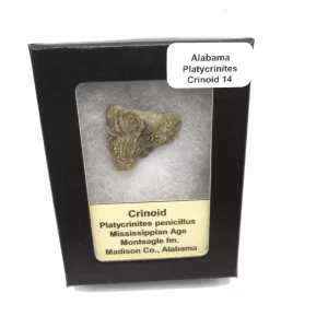 Genuine Mississippian Age Platycrinites Crinoid Box Fossil for Sale from Alabama #14