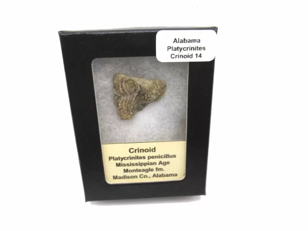 Genuine Mississippian Age Platycrinites Crinoid Box Fossil for Sale from Alabama #14