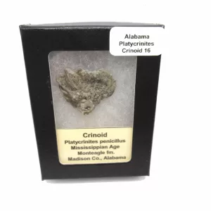 Genuine Mississippian Age Platycrinites Crinoid Box Fossil for Sale from Alabama #16