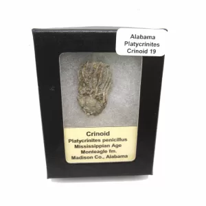 Genuine Mississippian Age Platycrinites Crinoid Box Fossil for Sale from Alabama #19