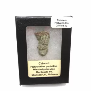 Genuine Mississippian Age Platycrinites Crinoid Box Fossil for Sale from Alabama #20