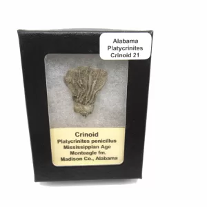 Genuine Mississippian Age Platycrinites Crinoid Box Fossil for Sale from Alabama #21