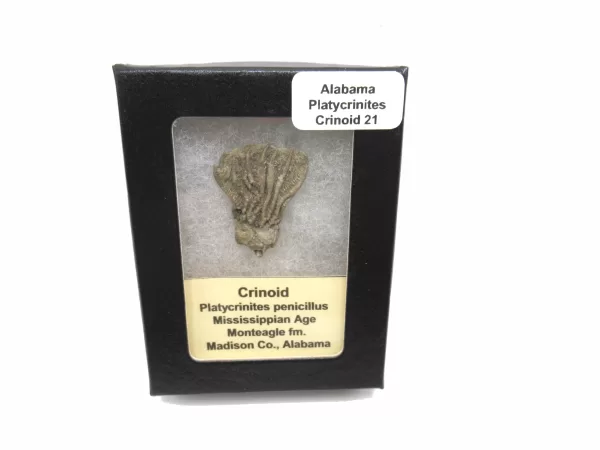 Genuine Mississippian Age Platycrinites Crinoid Box Fossil for Sale from Alabama #21