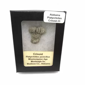 Genuine Mississippian Age Platycrinites Crinoid Box Fossil for Sale from Alabama #23