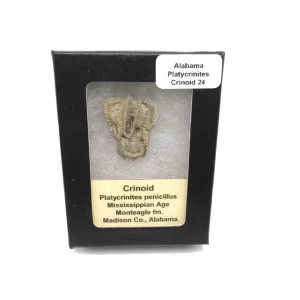 Genuine Mississippian Age Platycrinites Crinoid Box Fossil for Sale from Alabama #24