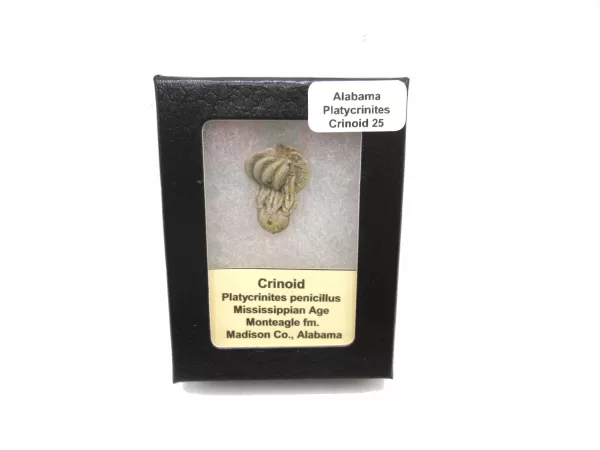 Genuine Mississippian Age Platycrinites Crinoid Box Fossil for Sale from Alabama #25