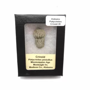 Genuine Mississippian Age Platycrinites Crinoid Box Fossil for Sale from Alabama #28