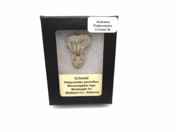 Genuine Mississippian Age Platycrinites Crinoid Box Fossil for Sale from Alabama #30