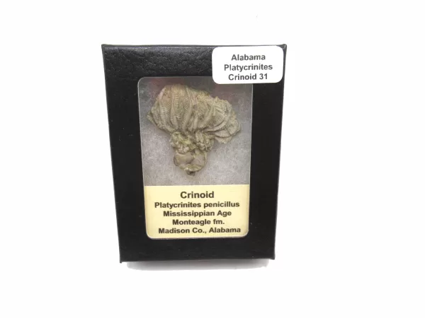 Genuine Mississippian Age Platycrinites Crinoid Box Fossil for Sale from Alabama #31