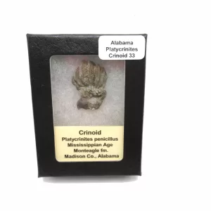 Genuine Mississippian Age Platycrinites Crinoid Box Fossil for Sale from Alabama #33