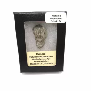 Genuine Mississippian Age Platycrinites Crinoid Box Fossil for Sale from Alabama #34