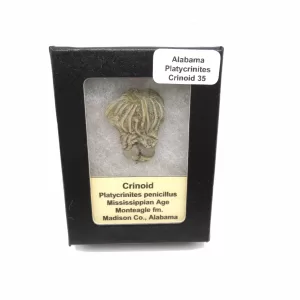 Genuine Mississippian Age Platycrinites Crinoid Box Fossil for Sale from Alabama #35