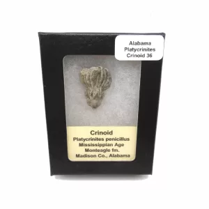 Genuine Mississippian Age Platycrinites Crinoid Box Fossil for Sale from Alabama #36