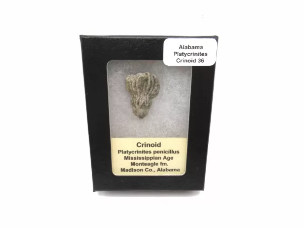 Genuine Mississippian Age Platycrinites Crinoid Box Fossil for Sale from Alabama #36