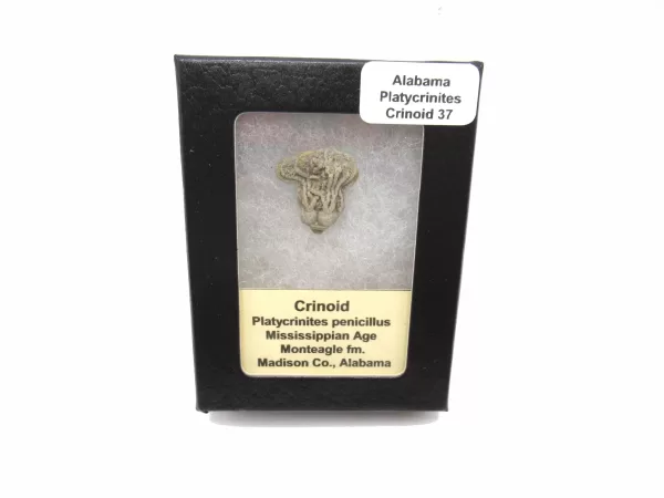 Genuine Mississippian Age Platycrinites Crinoid Box Fossil for Sale from Alabama #37