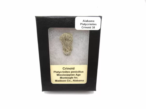 Genuine Mississippian Age Platycrinites Crinoid Box Fossil for Sale from Alabama #38