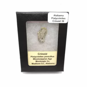 Genuine Mississippian Age Platycrinites Crinoid Box Fossil for Sale from Alabama #39