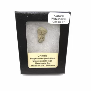 Genuine Mississippian Age Platycrinites Crinoid Box Fossil for Sale from Alabama #41