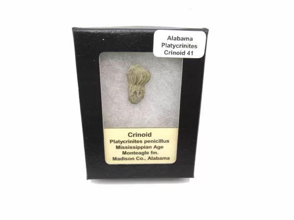 Genuine Mississippian Age Platycrinites Crinoid Box Fossil for Sale from Alabama #41