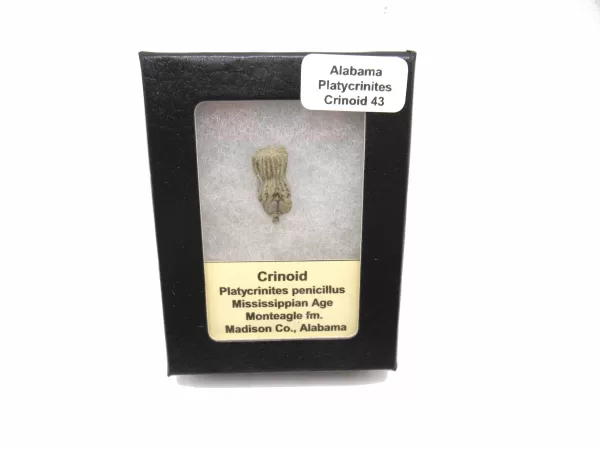 Genuine Mississippian Age Platycrinites Crinoid Box Fossil for Sale from Alabama #43