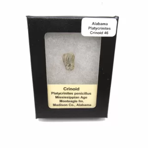 Genuine Mississippian Age Platycrinites Crinoid Box Fossil for Sale from Alabama #46