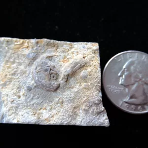 Genuine Ordovician Age Isorophusella Edrioasteroid From Canada For Sale #1