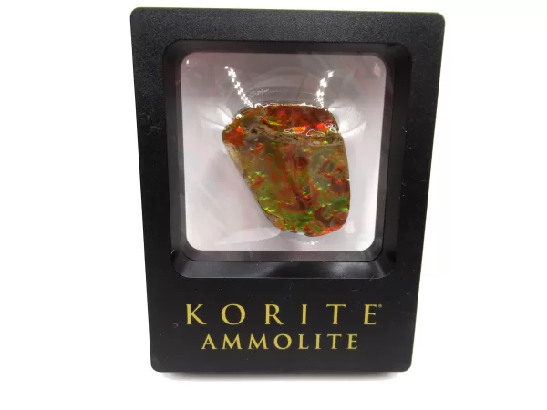 Genuine Cretaceous Age Gem Ammolite Ammonite Shell Specimen From Canada For Sale #1