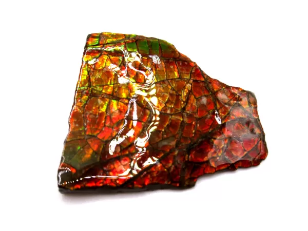 Genuine Cretaceous Age Gem Ammolite Ammonite Shell Specimen From Canada For Sale #10a