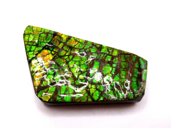 Genuine Cretaceous Age Gem Ammolite Ammonite Shell Specimen From Canada For Sale #12a