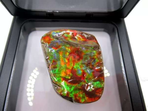 Genuine Cretaceous Age Gem Ammolite Ammonite Shell Specimen From Canada For Sale #1b