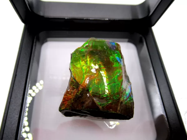 Genuine Cretaceous Age Gem Ammolite Ammonite Shell Specimen From Canada For Sale #3