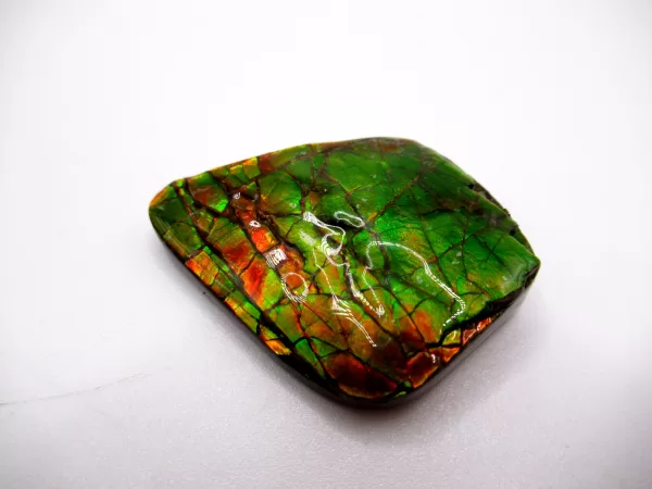 Genuine Cretaceous Age Gem Ammolite Ammonite Shell Specimen From Canada For Sale #4a