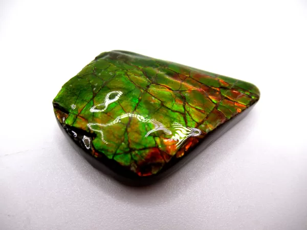 Genuine Cretaceous Age Gem Ammolite Ammonite Shell Specimen From Canada For Sale #4b