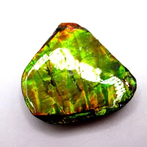 Genuine Cretaceous Age Gem Ammolite Ammonite Shell Specimen From Canada For Sale #8