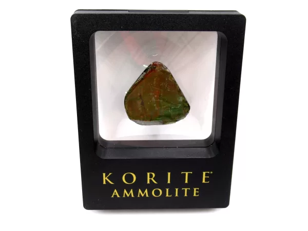 Genuine Cretaceous Age Gem Ammolite Ammonite Shell Specimen From Canada For Sale #8d