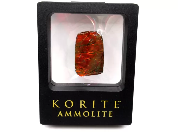 Genuine Cretaceous Age Gem Ammolite Ammonite Shell Specimen From Canada For Sale #9d