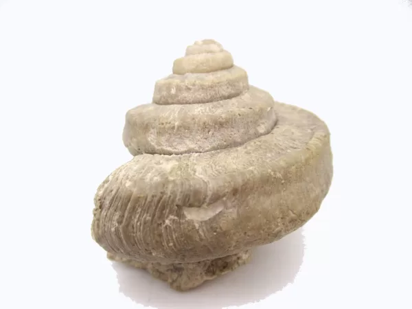 Genuine Mississippian Age Euomphalus Gastropod Fossil for Sale from Iowa # 1a