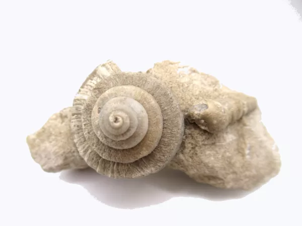 Genuine Mississippian Age Euomphalus Gastropod Fossil for Sale from Iowa # 2