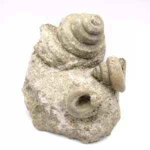 Genuine Mississippian Age Euomphalus Gastropod Fossil for Sale from Iowa # 3